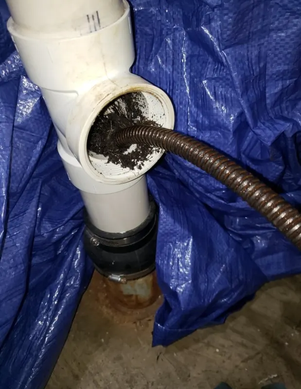 Drain cable pulling tree roots and debris out of a PVC cleanout tee