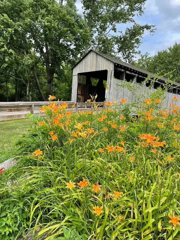 Wooden covered bridge behind orange daylilies near Oxford