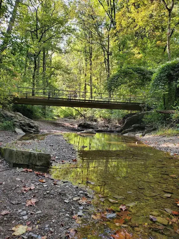 Footbridge over a shallow creek in green woods in Mount Washington