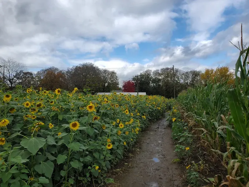 Sunflower field beside a cornfield in Ross Township