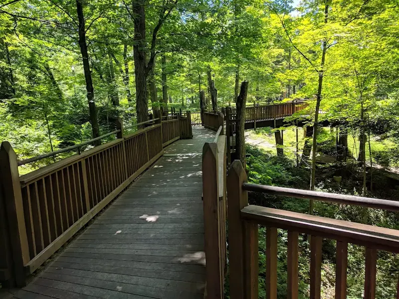 Wooden boardwalk winding through green, sunlit woods